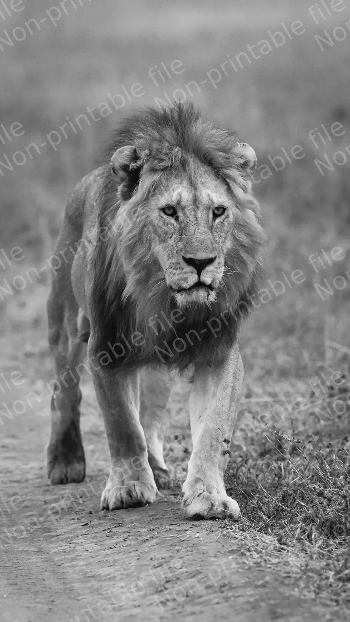 Lion of Serenegeti